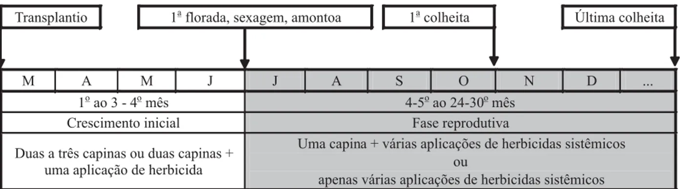 Tabela 1 - Esquema do manejo de plantas daninhas na linha de plantio do mamoeiro, ao longo de seu ciclo de vida