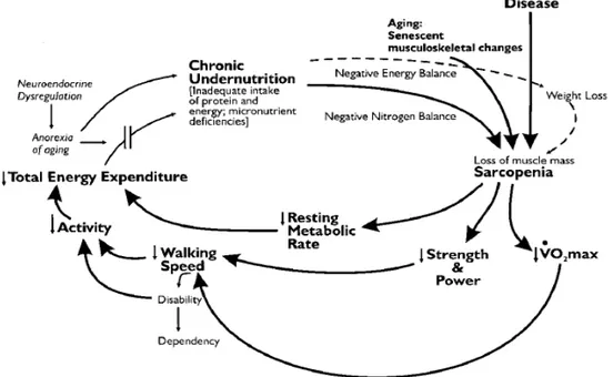 Figure 1 : cycle de la fragilité de Fried. 