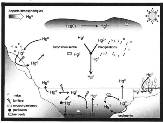 Figure 1 .1. Présentation du cycle du Hg.