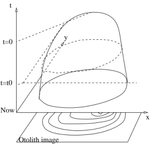 Fig. 2. Level-set representation of the accretionary growth process: the evolution of the shape is described by a potential function U , such that the growth shape at time t is its  level-line Γ t (U ) = { p ∈ R 2 such that U (p) = t } .