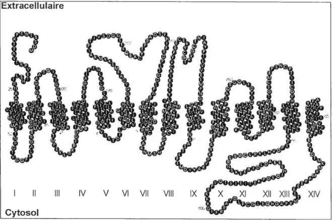 Figure 1.7). Cependant, il semble que la longue boucle cytosolique entre les segments 13 et 14 revienne dans la membrane ou soit du moins accessible de l’extérieur, puisqu’un mutant marqué avec une étiquette poly-histidine pouvait y être reconnu par l’anti