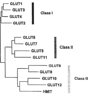 figure 1.8 Classification des transporteurs de glucose GLUT.