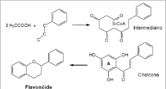 FIGURA 2 - Biossíntese de flavonóides (Fonte: DI CARLO et al., 1999). 