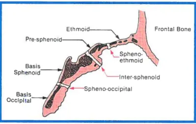 figure 2: schéma représentant les synchondroses de la base crônienne (Proffit et Fietds, 2000)