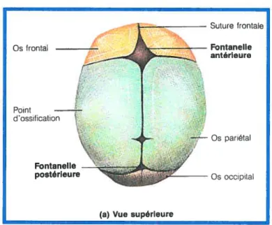 figure 5: Anatomie du crôneJ’taÏ, présence des sutures et fontanelles.