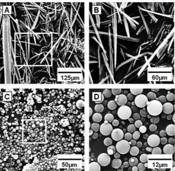 FIG 4 Microparticle uptake by macrophages. Untreated macrophages (A) and macrophages incubated for 3 h with CH8/PLGA microparticles (B)