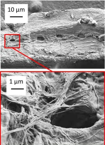 Figure 1. Spruce bleached sulphite pulp fibre observed by scanning electron microscopy