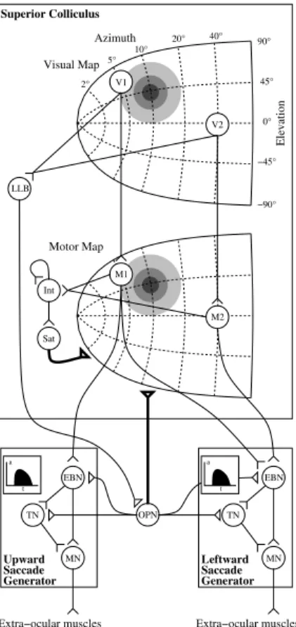 Fig. 1. Model’s Architecture. For simplicity, only one colliculus and two SBG (upward and leftward), without the crossed IBN projections, are represented.