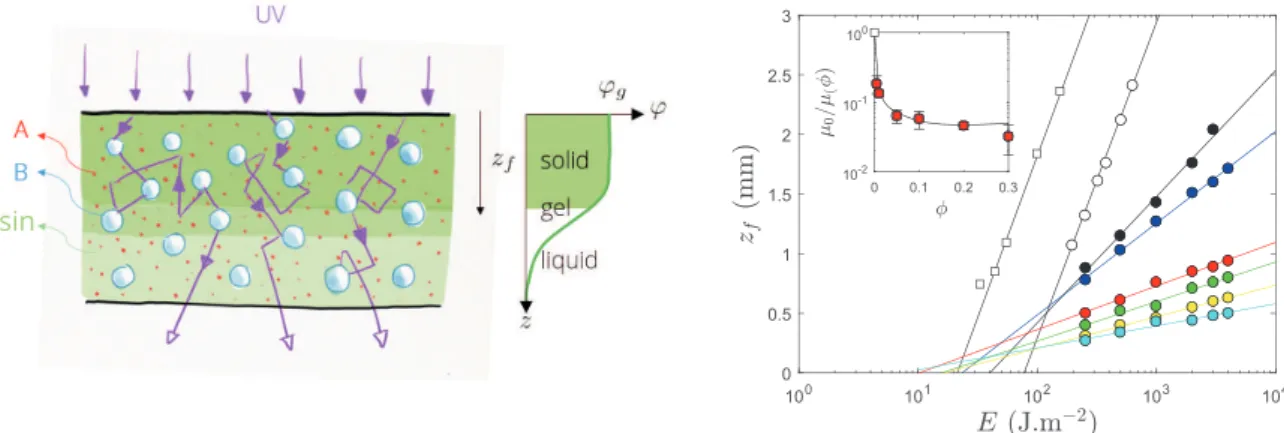 Figure 3. Left: sketch of the FPP geometry where a thick slab containing a formulation [resin + photo-initiator (A) + particle (B)] is exposed to a collimated UV-light and thickness-dependent profile of photo-conversion of the resin develops in depth (insp