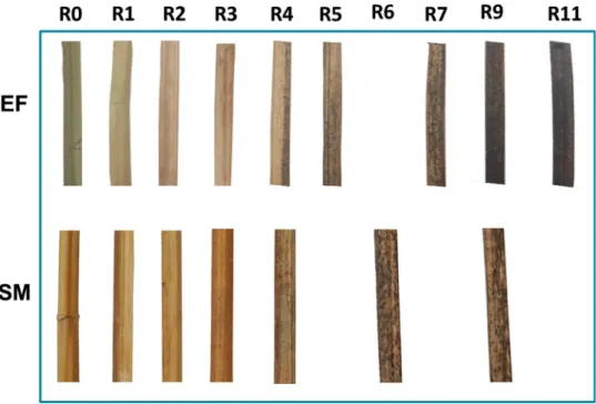 Fig. 3    Photograph of color  changes of the stems during  retting of hemp harvested at  dif-ferent periods (EF and SM)