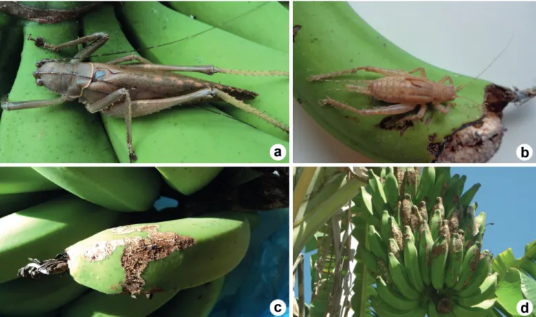 Fig. 2. Amount of damage caused by the katydid Meroncidius intermedius (Orthoptera: Tettigoniidae) to banana cultivar Pacovan (genotype AAB) from Oct 2012  to Sep 2013, municipality of Alfredo Chaves, Espírito Santo State, Brazil.