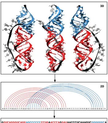 Figure 1.1: Hierarchy of structural models for RNA (pdb id:2LC8, chain A). The nu- nu-cleotides are colored to match between the models.