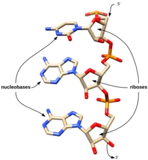 Figure 1.2: RNA forms a linear polymer ribonucleotides.