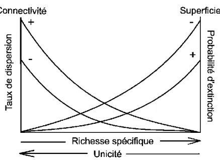 Figure  1.1.  La  connectivité  et  la  superficie  affectent  les  dynamiques  des  populations  et  des  communautés à travers le taux de dispersion et la probabilité d’extinction, ce qui à son tour module  la relation entre la richesse spécifique et l’u