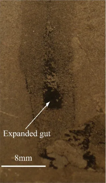 Figure 2.5. P. neuvillii had a blind gut, the widened from the mid- to the posterior gut