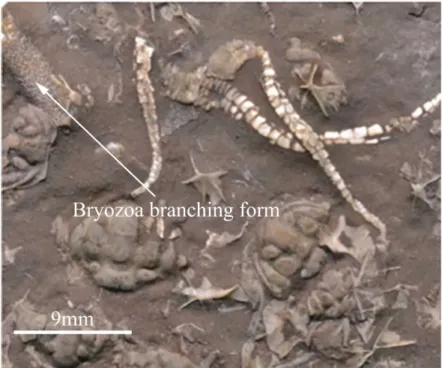 Figure 2.10.  Branching form of Bryozoa, which are stationary epifaunal suspension feeders,  (MPEP706.22)