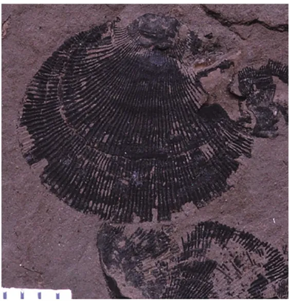 Figure 2.12. The Brachipoda, Lingulata, Schizocrania sp. was a stationary low-level epifaunal  suspension feeder, rare