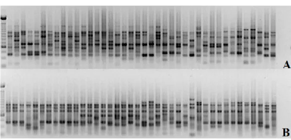 Figure 1. Electrophoretic analysis of the amplification products of genomic DNA from 40 vine genotypes using the  OPI 07 (1a) and OPI14 (1b) primers.