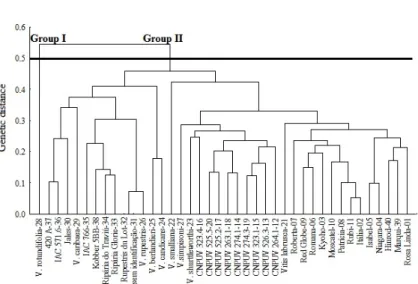 Figure 2. Dendrogram of genetic dissimilarity among 40 vine genotypes, established by unweighted pair-group  average hierarchical method (UPGMA), using the arithmetic complement of the Jaccard index, based on the  Random amplified polymorphic DNA (RAPD) ma
