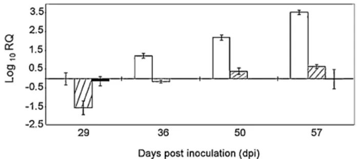 Fig. 4. Assessment of PMeV load in papaya plants co-inoculated with PMeV and puriﬁed PMeV dsRNA by real-time RT-PCR