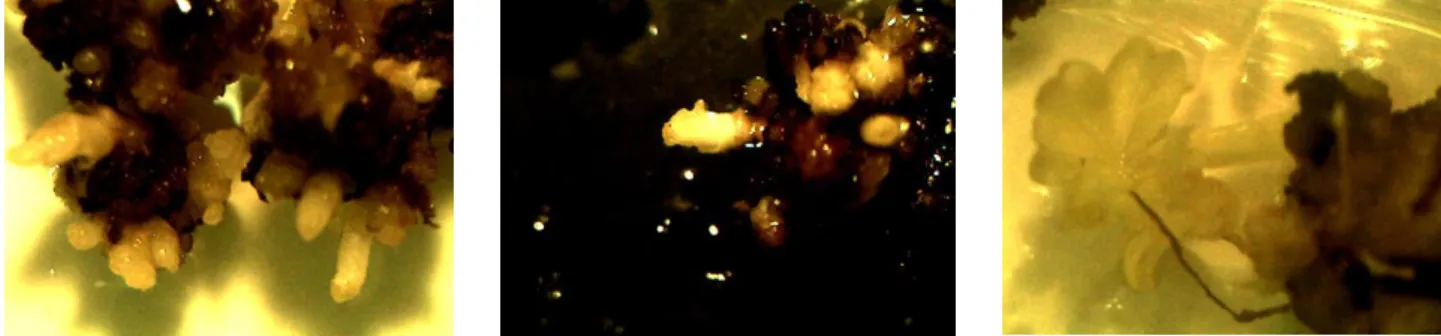 Figura 4.  Organogênese  indireta em explantes oriundos de  folíolos  e  segmentos radiculares  de Jacarandá da Bahia (Dalbergia  nigra)  na décima segunda semana de cultivo em  meio de  cultura MS e WPM suplementado com 1 µM AIA e 10 µM BAP