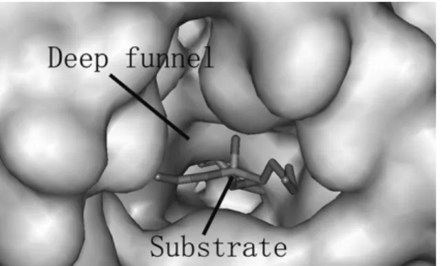 Figure 2.1  Deep funnel-shaped binding pocket of CALB with active site buried inside. 