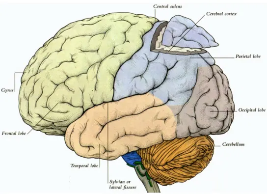 Figure 1 shows the cortex with a cut on the brain.  