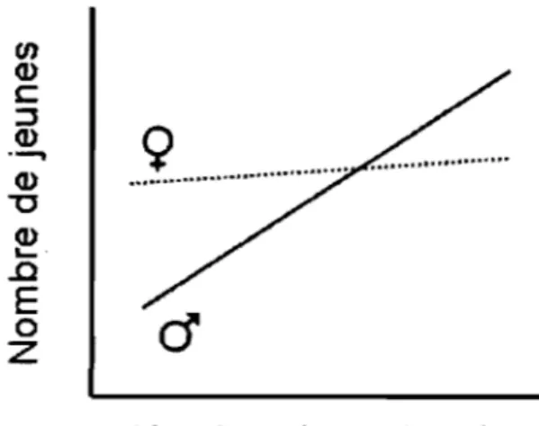 Figure  1 : Relation  entre  le  succès  d'appariement  et  la  fécondité.  Schéma  adapté  du  gradient  de  sélection  sexuelle  obtenu  par  Bateman  (1948)  sur  les  drosophiles