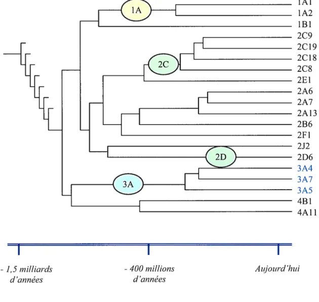 Figure 1. Évolution des cytochromes P450 humains. (adapté de Ingelman Sundberg).’