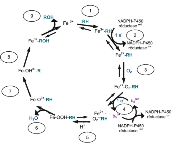Figure 3. Cycle catalytique des cytochrornes P450