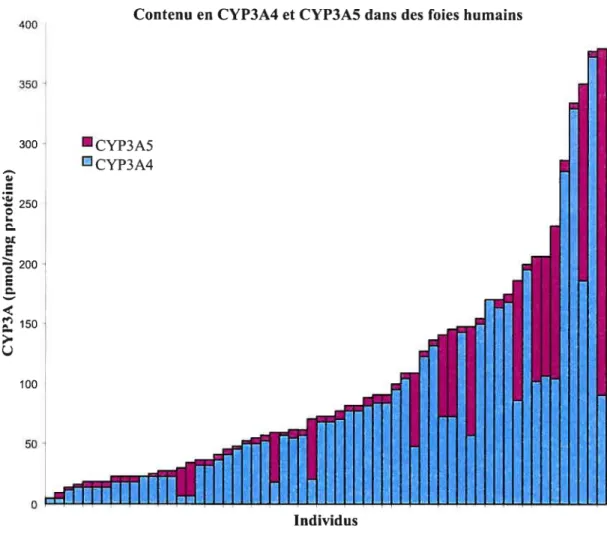 Figure 4. Variabilité dans l’expression des isoenzymes CYP3A4 et CYP3A5 dans des foies de différents individus