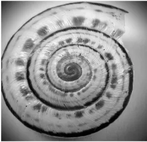 Fig. 13 : Modèle pour l’étude de la spirale logarithmique, dite « de croissance ». Dans son  évolution on observe une augmentation de sa taille