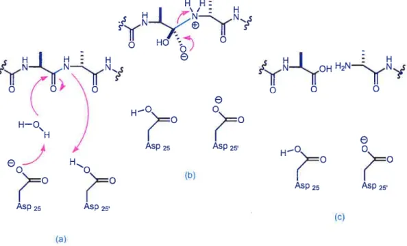 Figure 1 Mécanisme d’action d’une protéase aspartique ( N Q HO 0,00 /yff0H H2NS, HQ\ H — Asp25 Asp25 e H O (b) I Asp 25 Asp 25 Asp 25 Asp 25 (c) (a)
