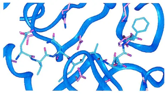 figure 4 Structure cristalline de l’inhibiteur complexé avec l’enzyme