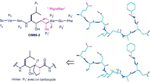 Figure 5 : Représentation en image de l’hypothèse énoncée Rigidifier” ‘D2 p4 — NAIa—GIu-—Phe ÔH e 0M99-2 Conformation bioactive Conformation modélisée o