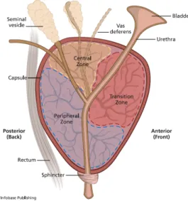 Figure 1.1 – L’anatomie de la prostate tir´ ee de R´ ef. 5