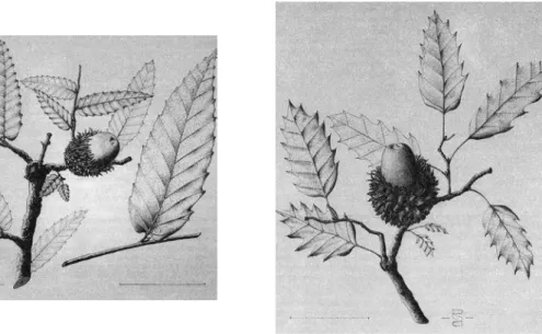 Figure 7a-b : les deux variétés de chênes identifiables à la phègos d’après les botanistes :  