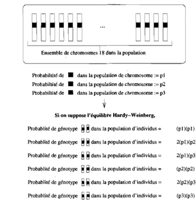 FIG.  1.4.  Exemple de calcul de  probabilité de  génotype dans  ùne  population 