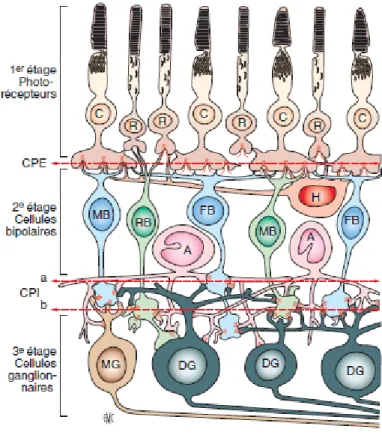 Figure 2: Structures de la rétine.  C : cônes, R : bâtonnets, CPE : couche plexiforme externe (entre  les  cellules  bipolaires  et  les  cellules  horizontales),  CPI :  couche  plexiforme  interne  (cellules  amacrines), FB : cellules bipolaires des cône