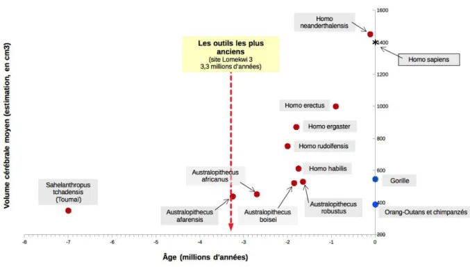 Illustration 2: Evolution du volume crânien des ancêtres d'Homo sapiens et volume crânien de singes  actuels (divers sources).