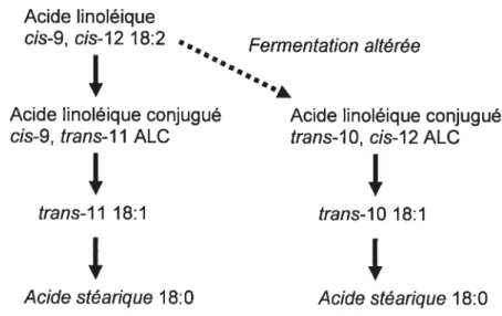Figure J. Processus de biohydrogénation ruminale de l’acide linoléique conjugué.