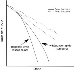 Figure 2.1 : Exemples de courbes de survie cellulaire en fonction de la dose administrée et effet de la fractionnation.