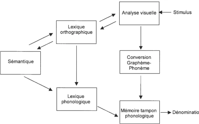 Figure 3. Modèle de Coltheart et Rastle (1994).
