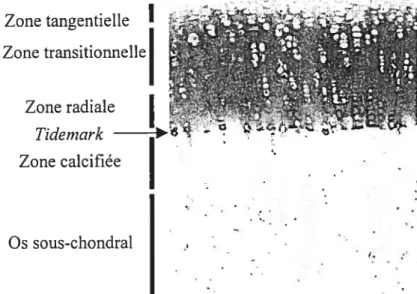 Figure 1 Les différentes zones du cartilage.