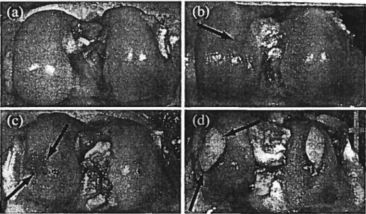 figure 2: Macroscopic specimens, stained with India Ink, representative of different