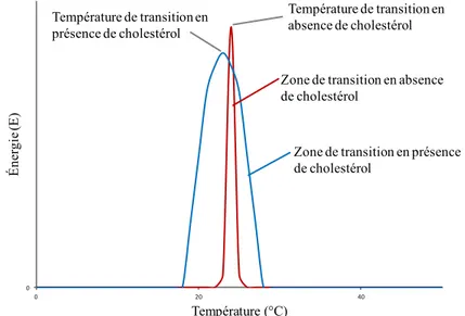 Figure 1.5 Effet du cholestérol sur la T m  des bicouches lipidiques  [Retracée et modifiée de (16)] 0020 40Énergie(E)Température (°C) Température de transition en absence de cholestérol