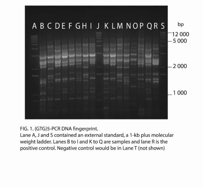 Figure 1: Typical (GTG) 5 -PCR DNA fingerprint patterns 