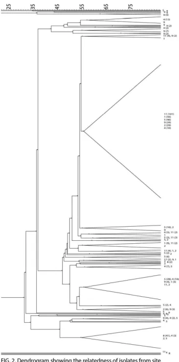 Figure 2: Dendrogram showing the relatedness of Escherichia coli isolates 