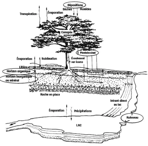 Figure 1.2. Compartiments biogéochimiques à l’échelle du bassin versant et leurs liens hydrologiques