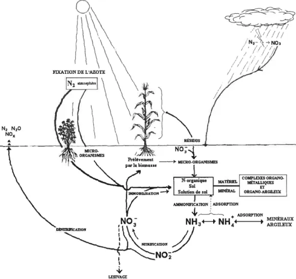 Figure 2.2. Cycle de l’azote dans les sols et les principaux processus. Modifié de Stevenson and Cole (1999).